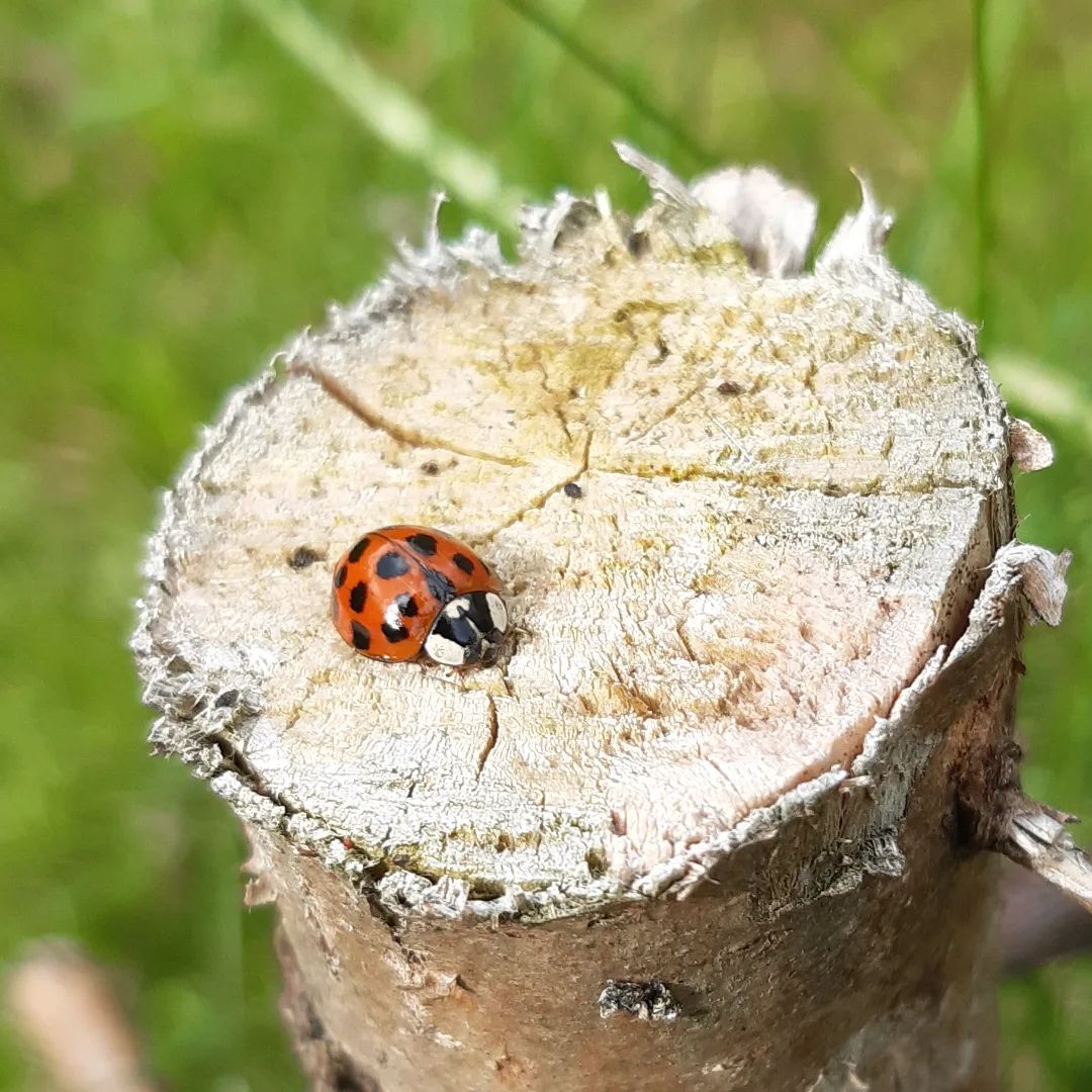 #NoFilterNeeded for this lady, hard at work protecting my plants from other bugs. Gathering more inspiration on my day off.

[Image description: a red and black ladybird sat on a cut stump]

#Ladybird #Beetle